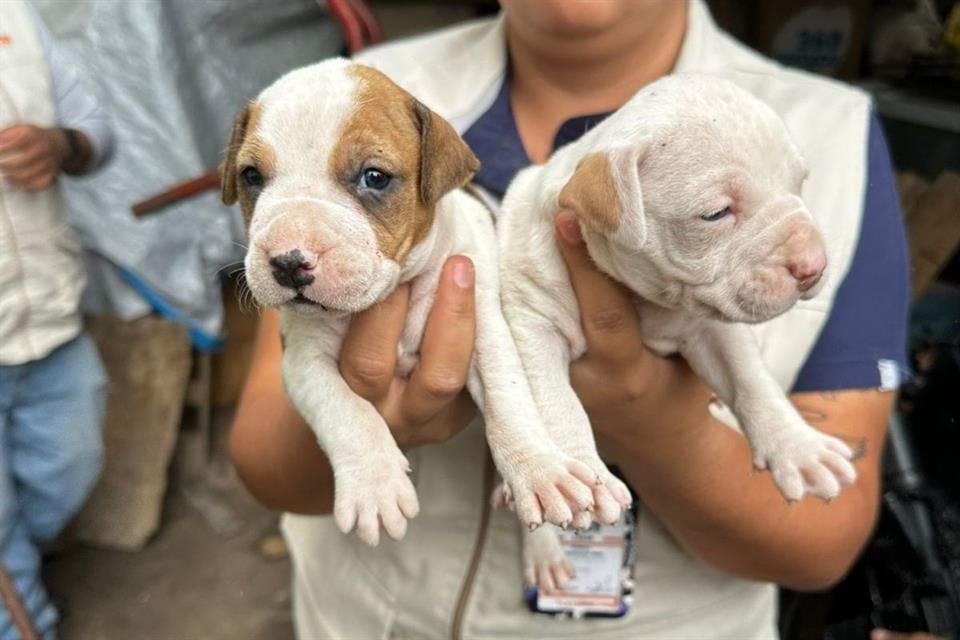 Entre los canes asegurados en Tlajomulco hay cachorros.