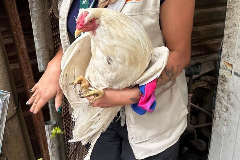 Los animales fueron encontrados en estado de desnutrición.