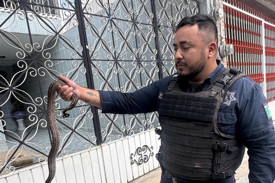 La Unidad de Rescate de Fauna Silvestre de Tlajomulco acudió a las instalaciones para hacerse cargo del animal y mantenerlo bajo resguardo especializado.