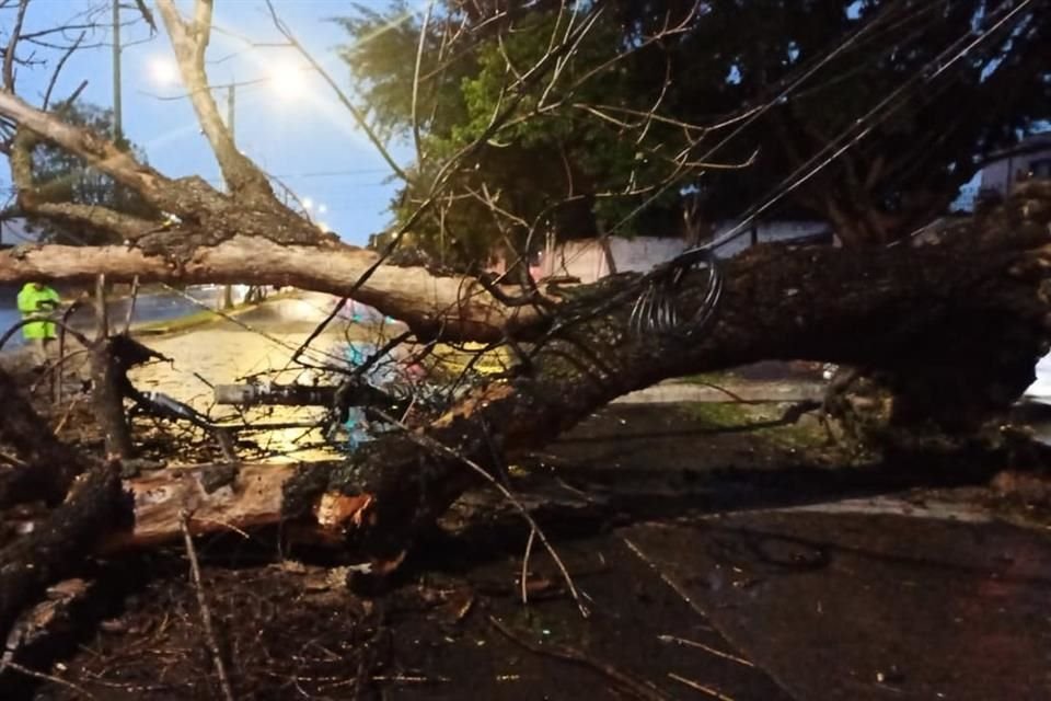 Un árbol cayó en 8 de julio y Miguel López de Legaspi.