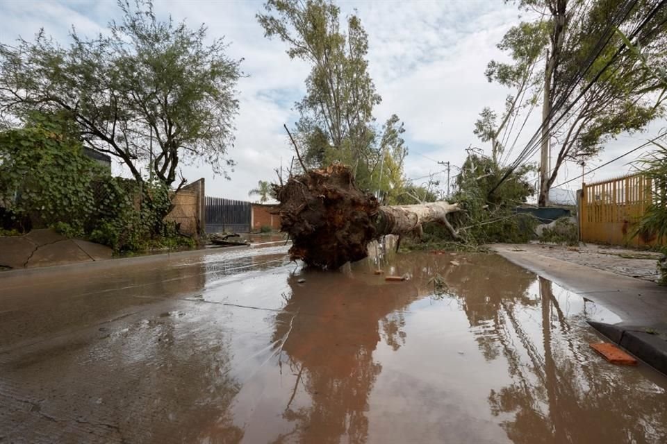 Varios árboles también se vinieron abajo.