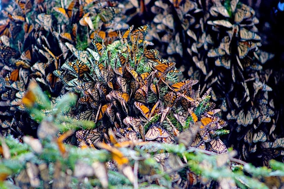 Mariposa Monarca.