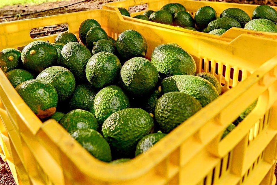 Envíos de aguacate de Jalisco a Estados Unidos crecieron 15% pese al factor Trump; el estado aporta 11% de la producción nacional.