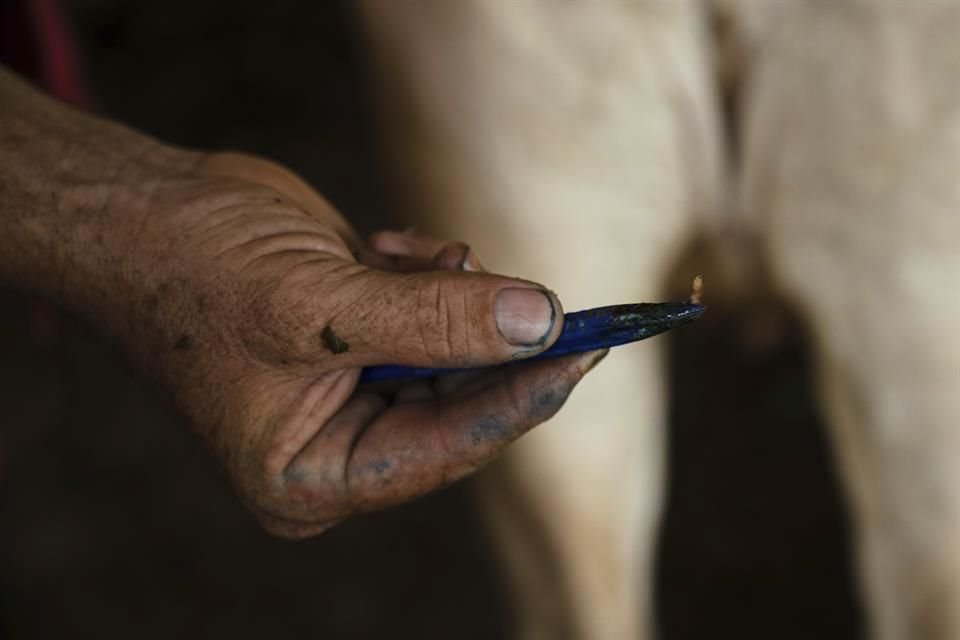No se han confirmado casos del gusano barrenador en Estados Unidos desde hace décadas.