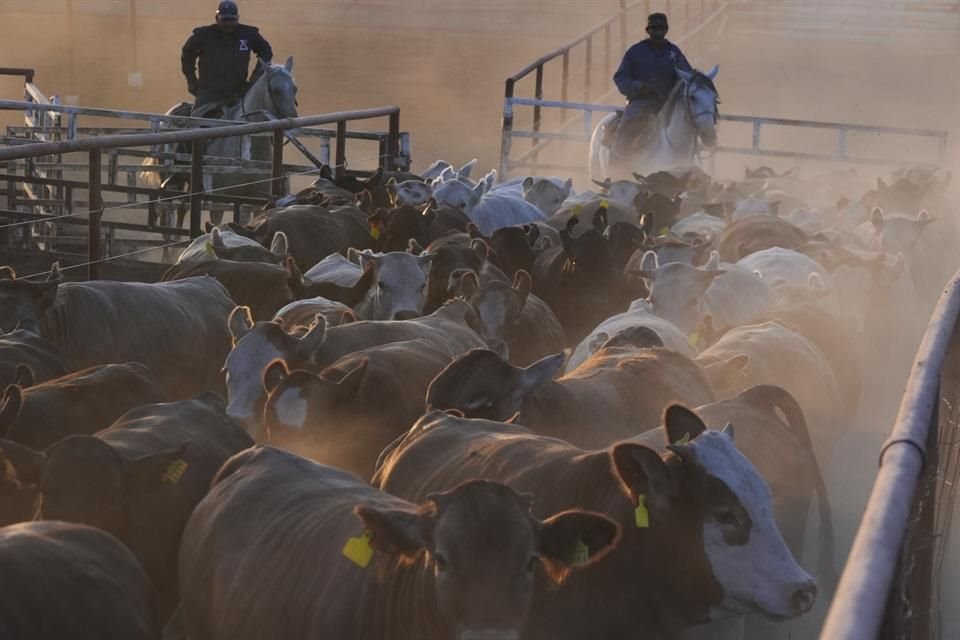 CSP dijo que el Gobierno prepara un plan para fortalecer la producción de carne en el País, ante cierre de frontera por gusano barrenador.