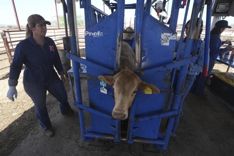El plan también incluye el establecimiento de un protocolo para la importación segura de ganado sano por vía marítima.