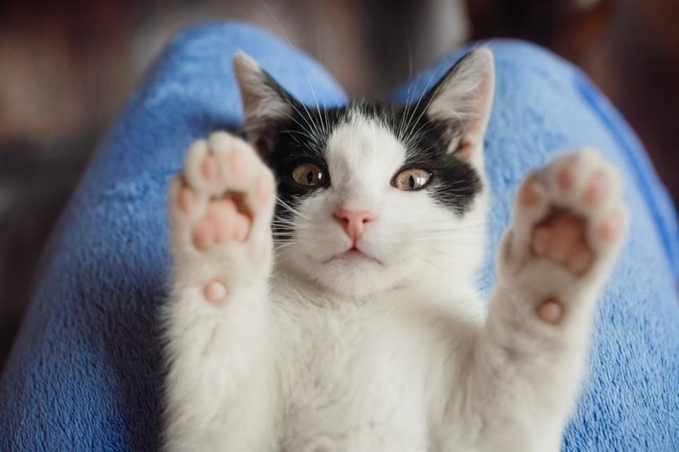 Entre los rasgos más comunes observados en los gatos de terapia se encuentran la sociabilidad con humanos y otros felinos.