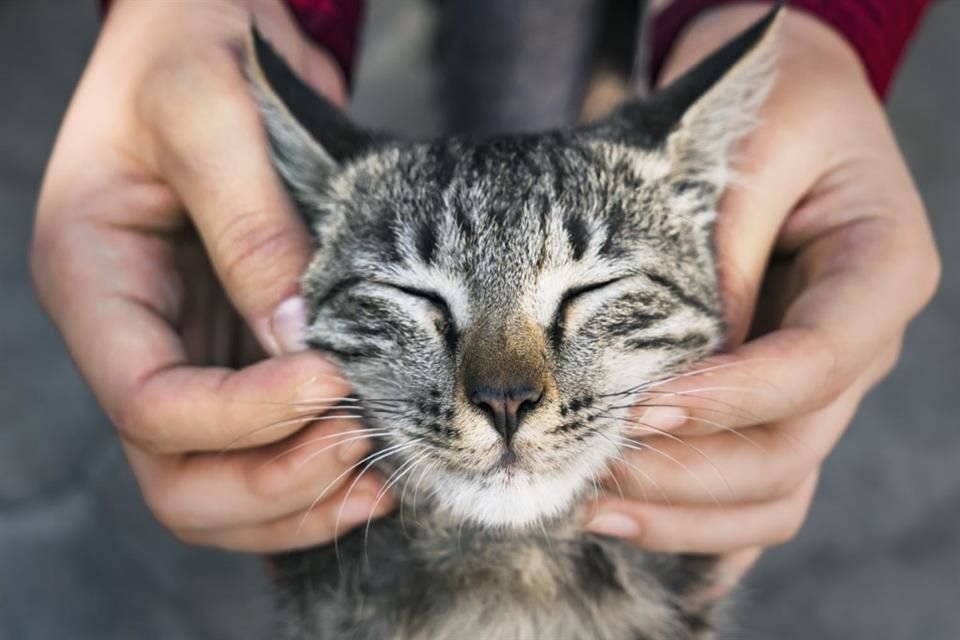 Actualmente, los gatos de terapia son más comunes en Europa que en Estados Unidos.