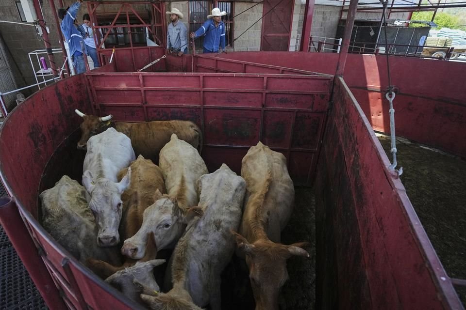 La semana pasada, Senasica y el Departamento de Agricultura de Estados Unidos (USDA) alertaron sobre un caso de larva de gusano barrenador en Sabinas, Hidalgo, Nuevo León.