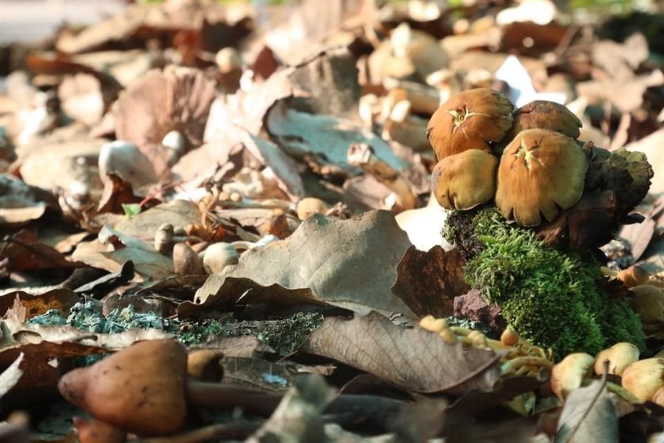 Realiza Tlajomulco el Festival de Biodiversidad Etnomicológica, cuyo propósito es rescatar la riqueza en torno a los hongos silvestres del área natural protegida del Cerro Viejo.