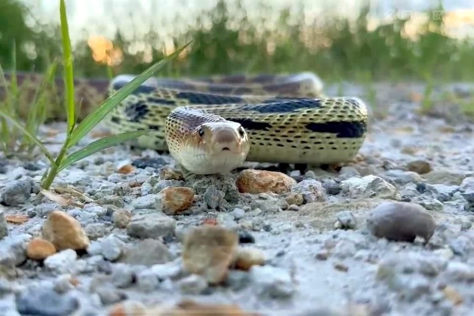 Entre las especies reubicadas destacan varias serpientes y un zorro gris.