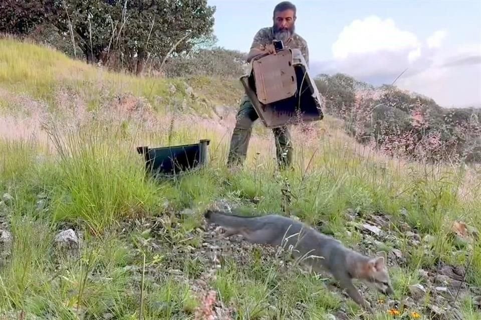 Entre las especies reubicadas destacan varias serpientes y un zorro gris.