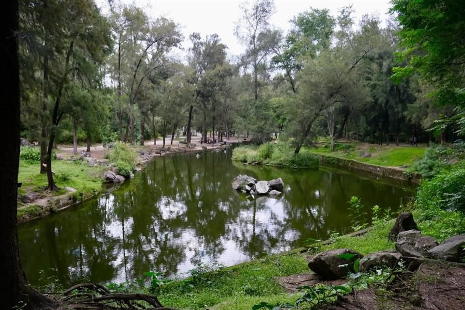 Con 160 mil 088 árboles plantados en 43 municipios, Jalisco superó la meta de reforestación que se trazó para 2025.