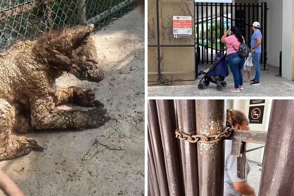La Pastora fue cerrada tras difundirse el video de una osa enferma.