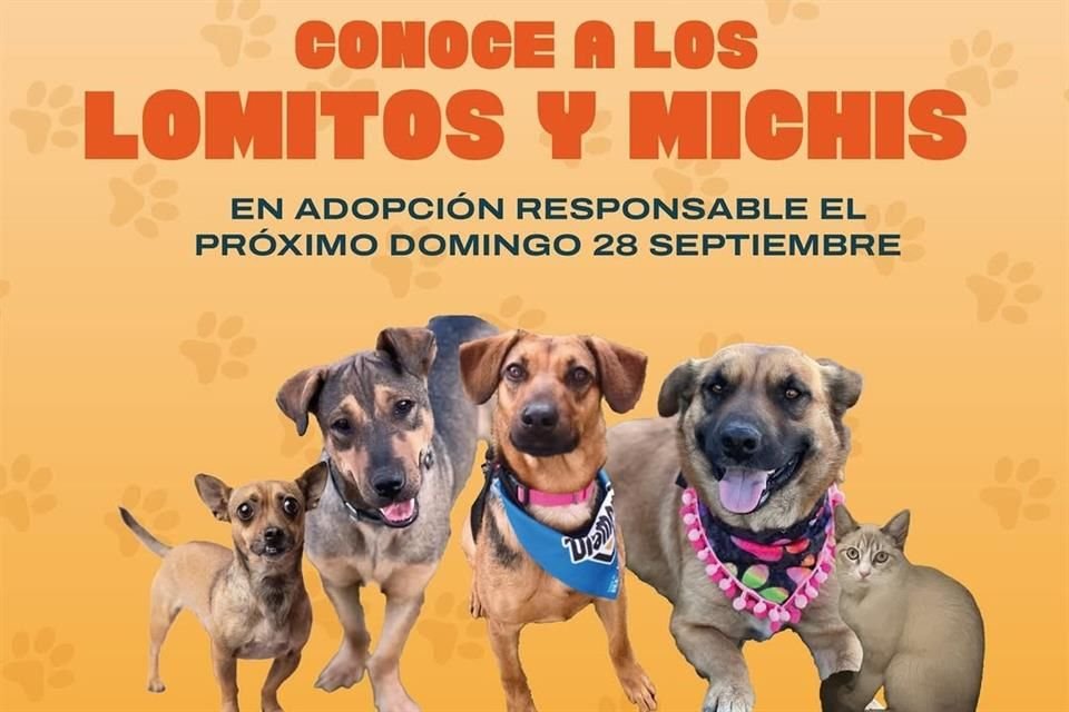 La jornada concluirá a las 19:00 con la proyección gratuita de una película sorpresa al aire libre en la Pantalla Bicentenario.