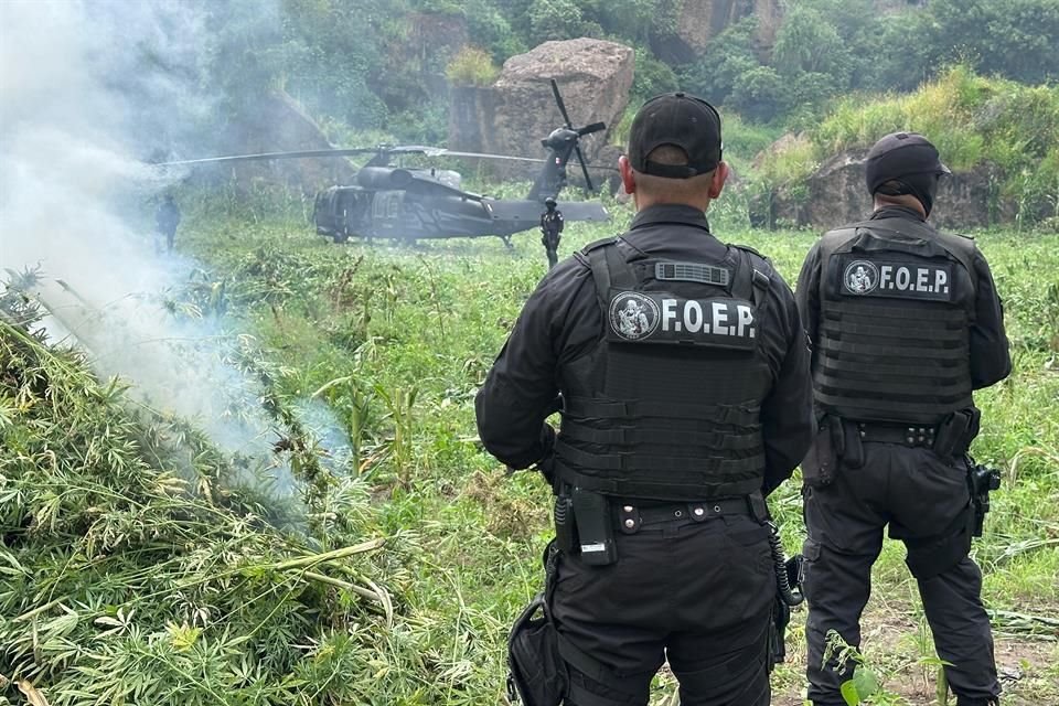 En recorrido de vigilancia en carretera Hostotipaquillo a Presa La Yesca, autoridades localizaron plantíos de marihuana y los destruyeron.