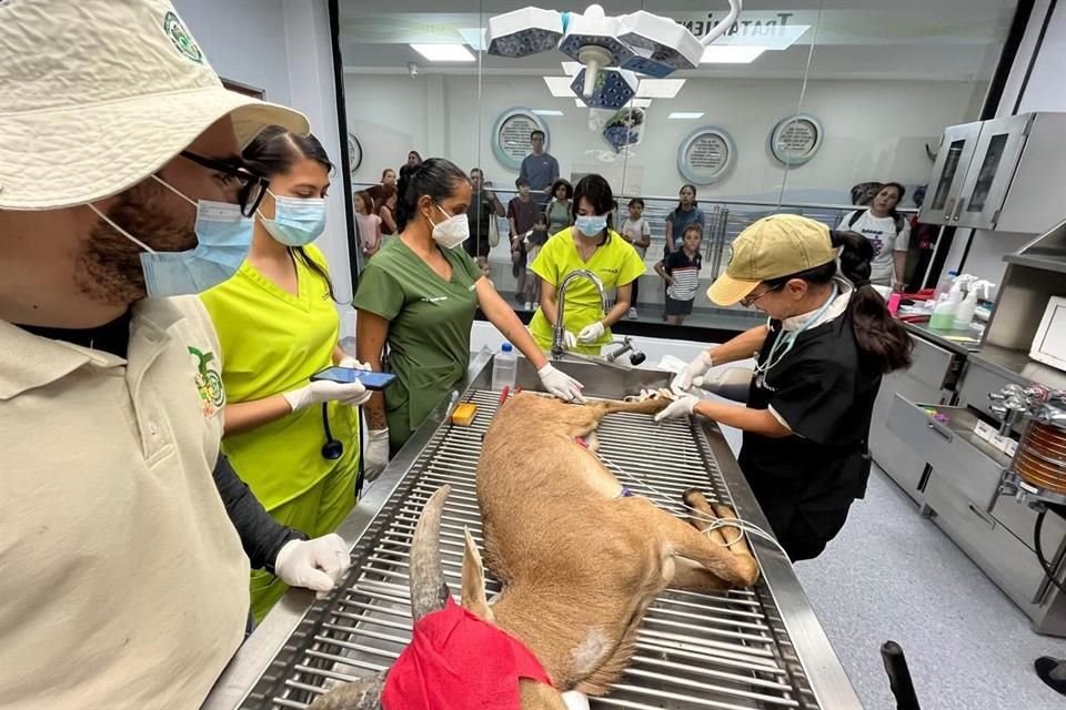 CIMBA es el hospital veterinario más grande de un zoológico latinoamericano, un espacio utilizado para el cuidado y la conservación de especies en peligro de extinción.