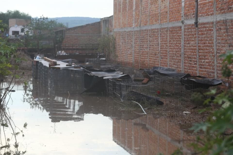 Gallos murieron ahogados por la inundación, debido al desbordamiento del Río El Tajo, en el municipio de Tototlán.