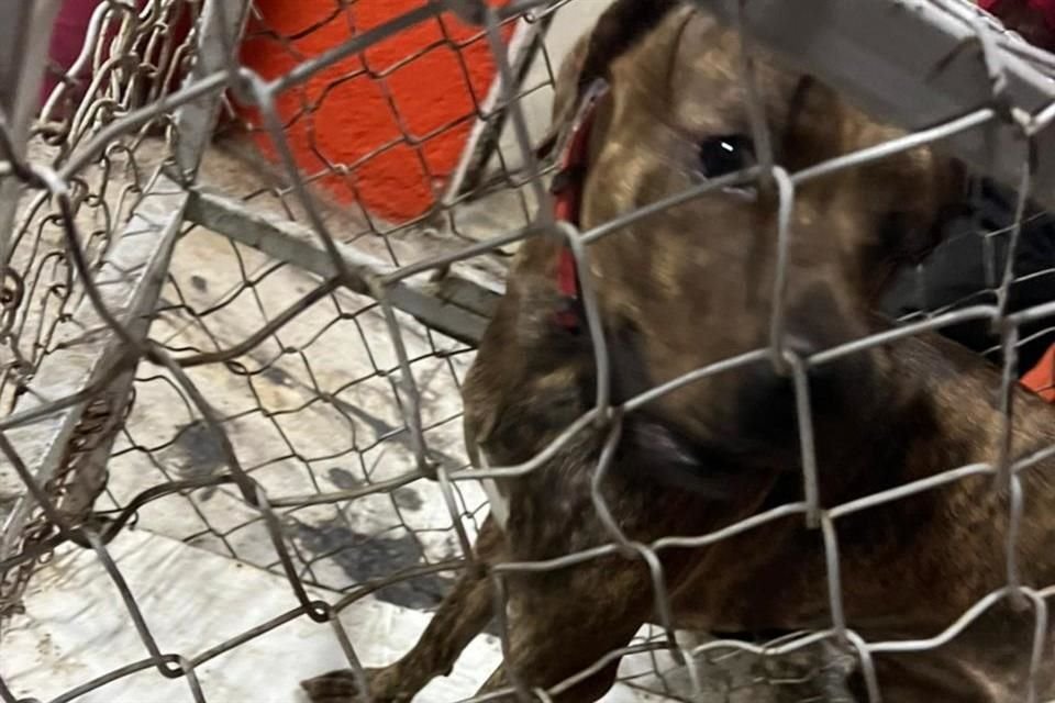 El animal fue puesto en una jaula y llevado a control animal del Ayuntamiento de Guadalajara.