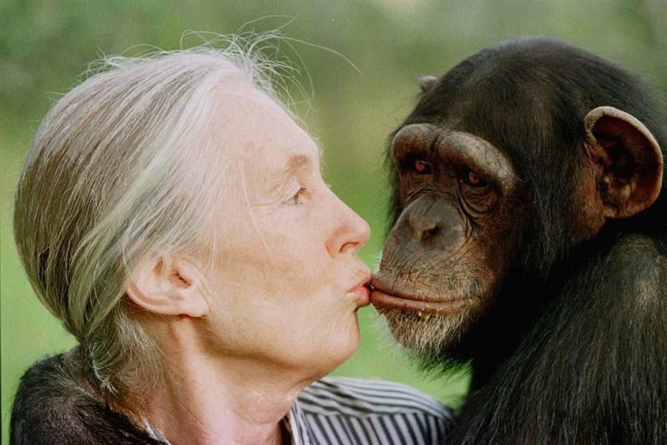 Jane Goodall, quien revolucionó el estudio de los primates con sus observaciones pioneras, murió a los 91 años, informó su fundación.