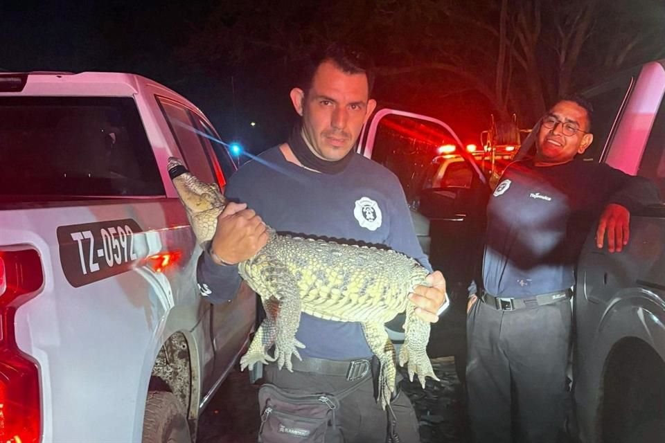 Los oficiales realizaron las maniobras conforme a los protocolos para el manejo de fauna silvestre.