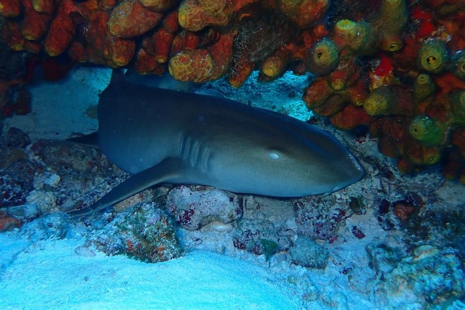 Sharkwatch Cozumel si propone di fornire una valutazione diagnostica dell'habitat degli squali di Cozumel per definire azioni volte a proteggerlo.