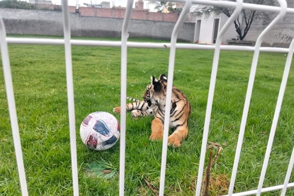 El tigre de bengala, tendría al ededor de 3 años.