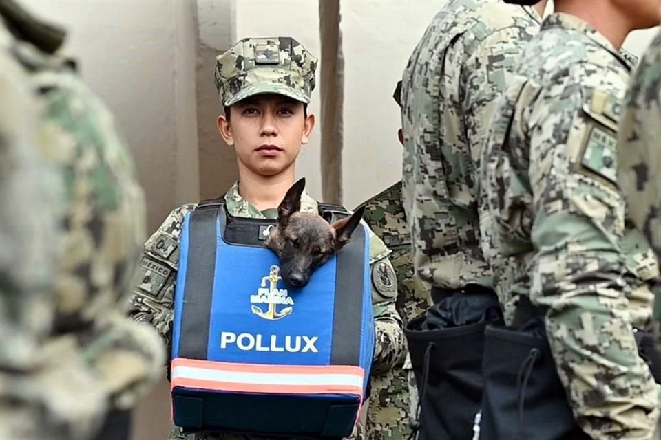 Los futuros manejadores aprenderán también sobre manejo emocional, primeros auxilios veterinarios y protocolos de intervención conjunta, informó la Marina.