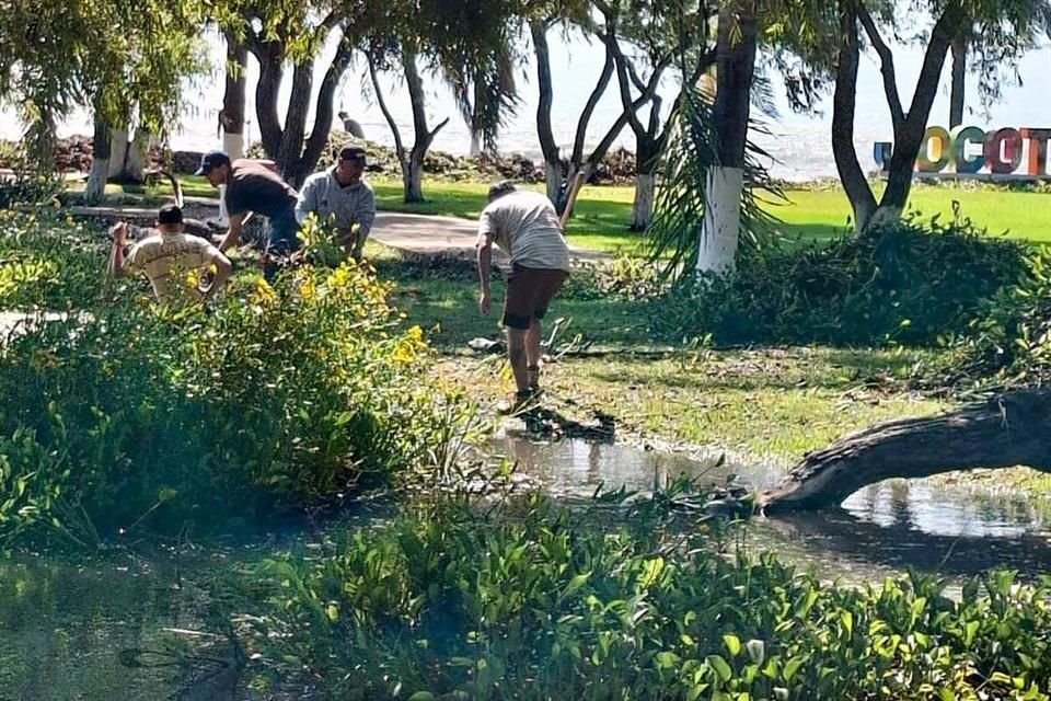 Malecón de la localidad de Jocotepec, invadido por lirio y agua tras el crecimiento del nivel en el Lago de Chapala.