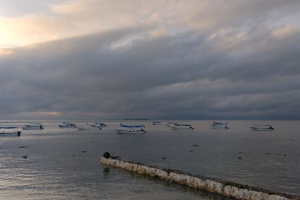 El Lago de Chapala está a punto de alcanzar su mayor nivel en siete años, pero, con él, ha crecido la presencia del lirio.