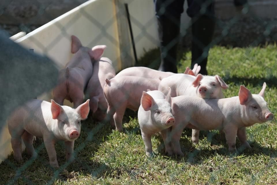 Para prevenir un brote del síndrome reproductivo y respiratorio porcino (PRRS, por sus siglas en inglés), se realiza una vacunación de cerdos en granjas de Tlajomulco.