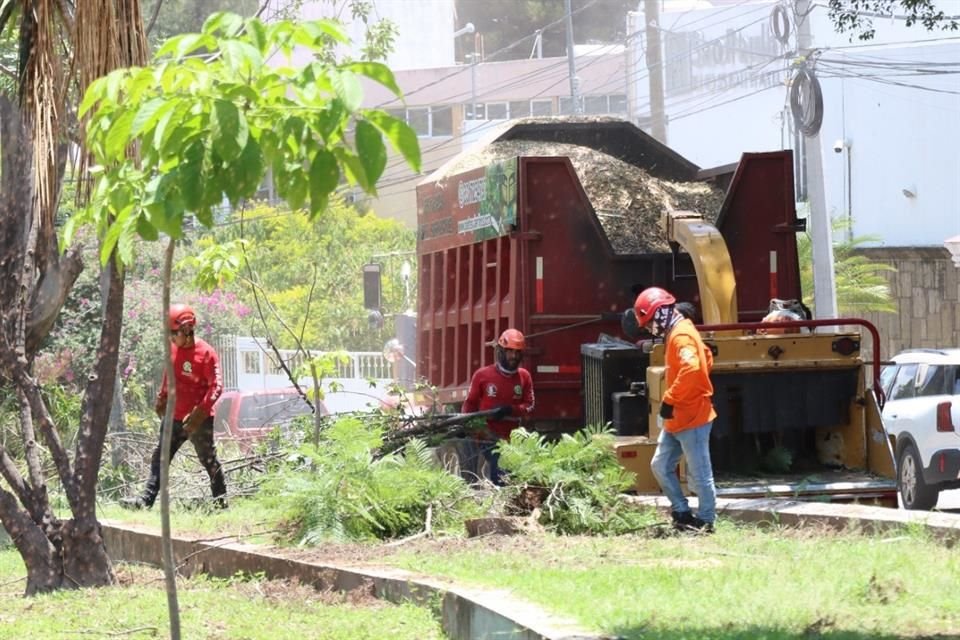 Mil 500 árboles que representaban un riesgo fueron retirados.
