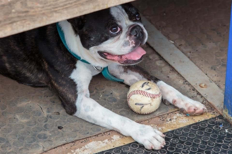 'Coco' la mascota de JJ Aguilar no puede faltar en el dogout.
