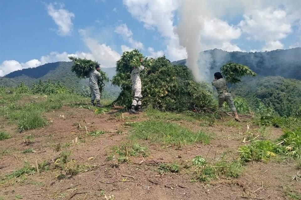 Cinco terrenos donde se cultivaba mariguana en Tamazula de Gordiano fueron descubiertos por miembros de la Guardia Nacional y el Ejército.