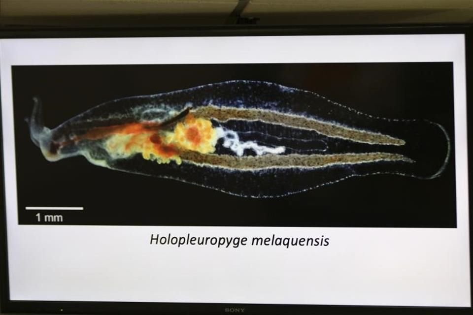 Investigadores de la UdeG, anunciaron el hallazgo de una nuevo género de babosa marina que fue descubierto gracias a su trabajo.