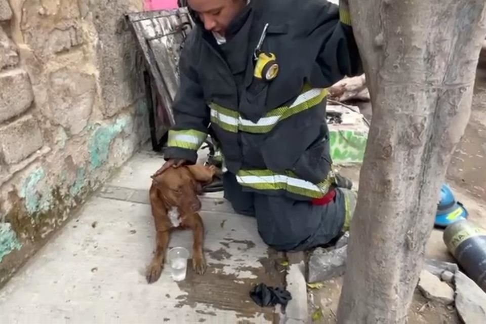 Un incendio se propagó en una finca de la Colonia El Vergel, en San Pedro Tlaquepaque; bomberos encontraron a un perrito y lo reanimaron.