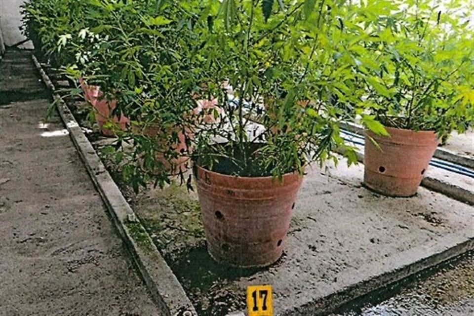 Droga y equipo táctico hallaron en una finca en Teocaltiche tras enfrentamiento entre dos sujetos con la Secretaría de Seguridad del Estado.