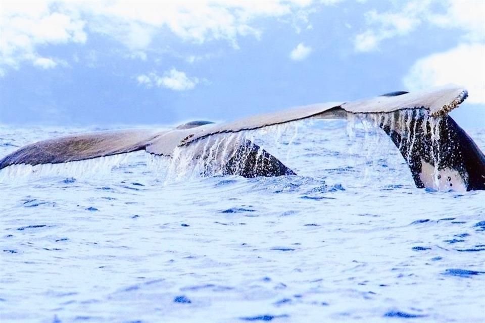 Osservazione delle balene.