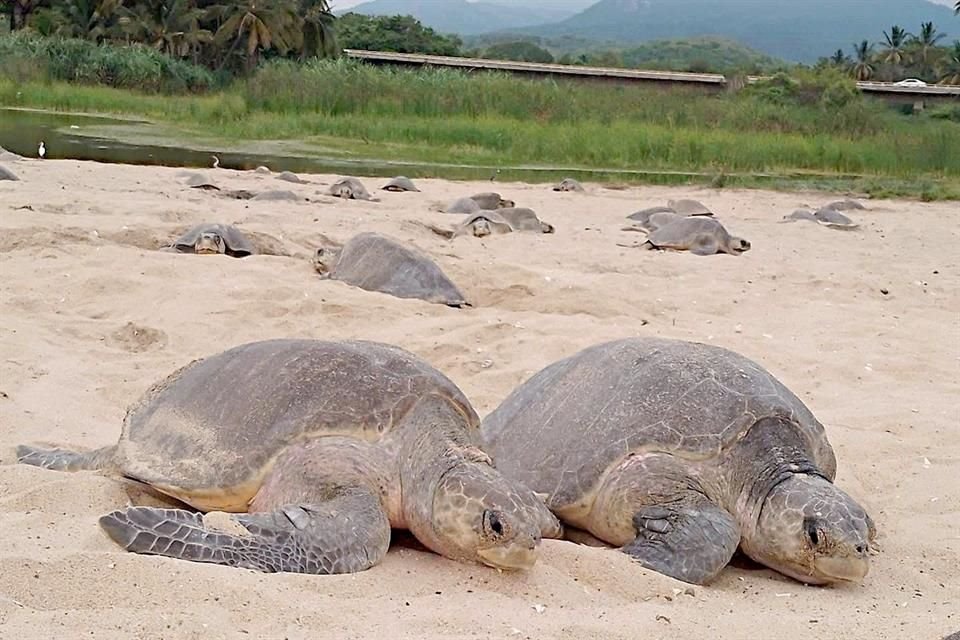 Descubre la costa de Michoacán: playas vírgenes, tortugas marinas y aventuras acuáticas que conectan con la naturaleza del Pacífico.