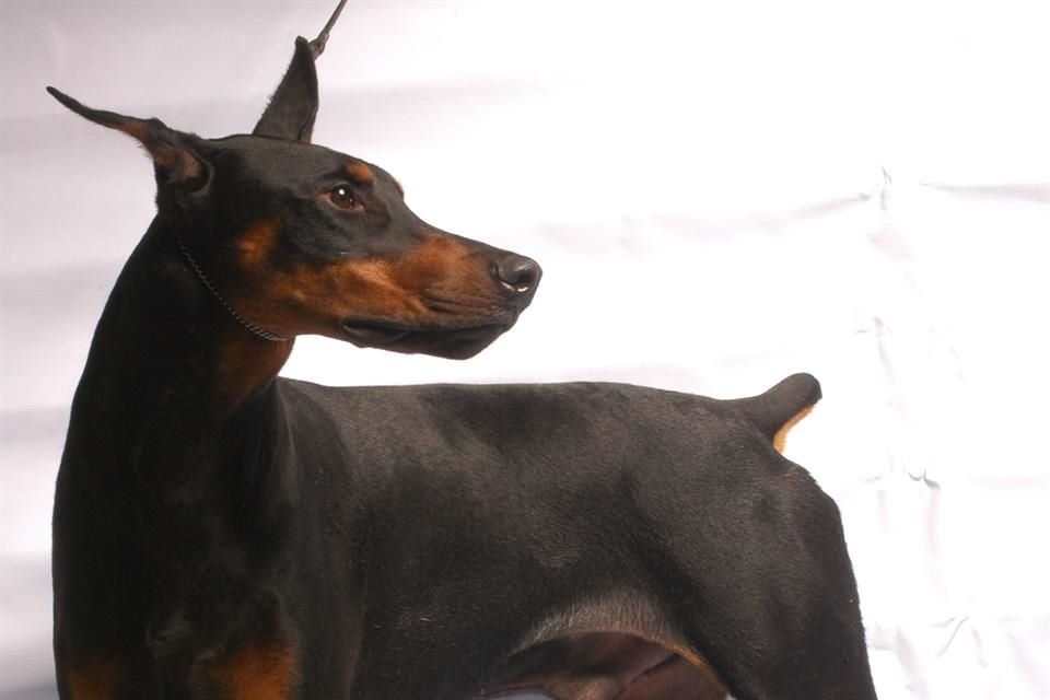 Personas corta a animales sus orejas o colas por motivos 'estéticos'.