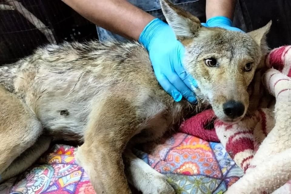 Un coyote que quedó atrapado en una fosa de captación de agua fue rescatado por la Unidad de Rescate de Fauna Silvestre de Tlajomulco.