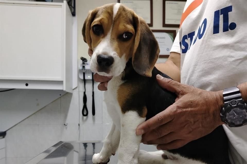 La propuesta contempla establecer como obligaciones de los tutores de mascotas el proporcionar alimentación adecuada, agua suficiente y atención médica veterinaria, entre otros.