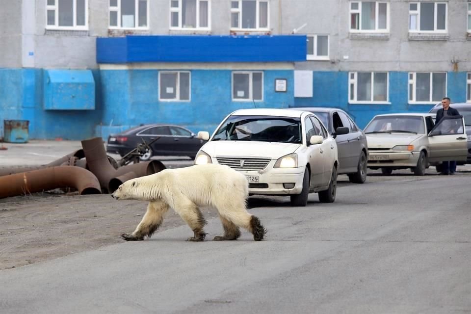 Los ataques entre osos polares aumentaron en el Ártico debido a las actividades humanas que degradan su hábitat, alerta científico.