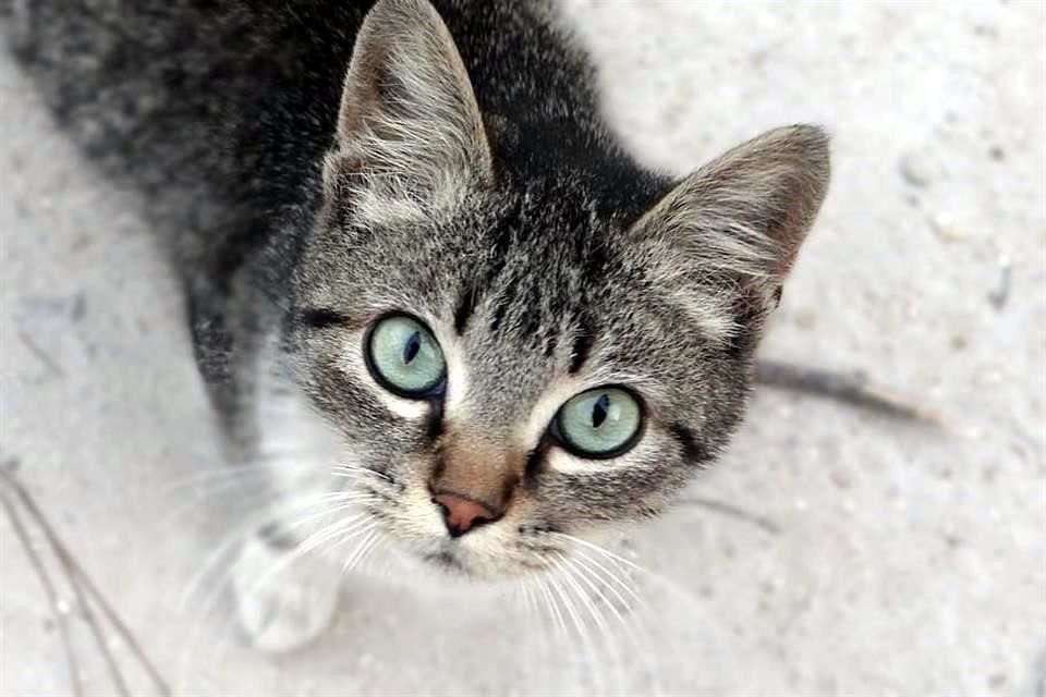 Los gatos pueden infectarse con el SARS-CoV-2, el virus responsable de la #Covid_19, y transmitirlo a otros felinos domésticos, aunque no muestren síntomas, advierten expertos.