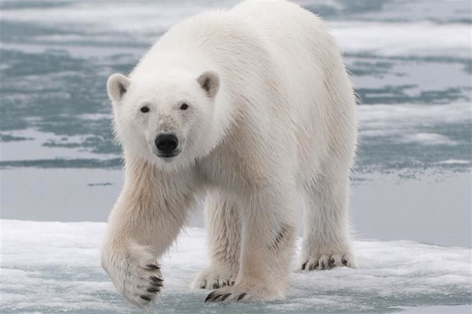 Los osos polares que habitan en el Ártico podrían extinguirse antes de 2100 si el calentamiento global continúa, alerta estudio.
