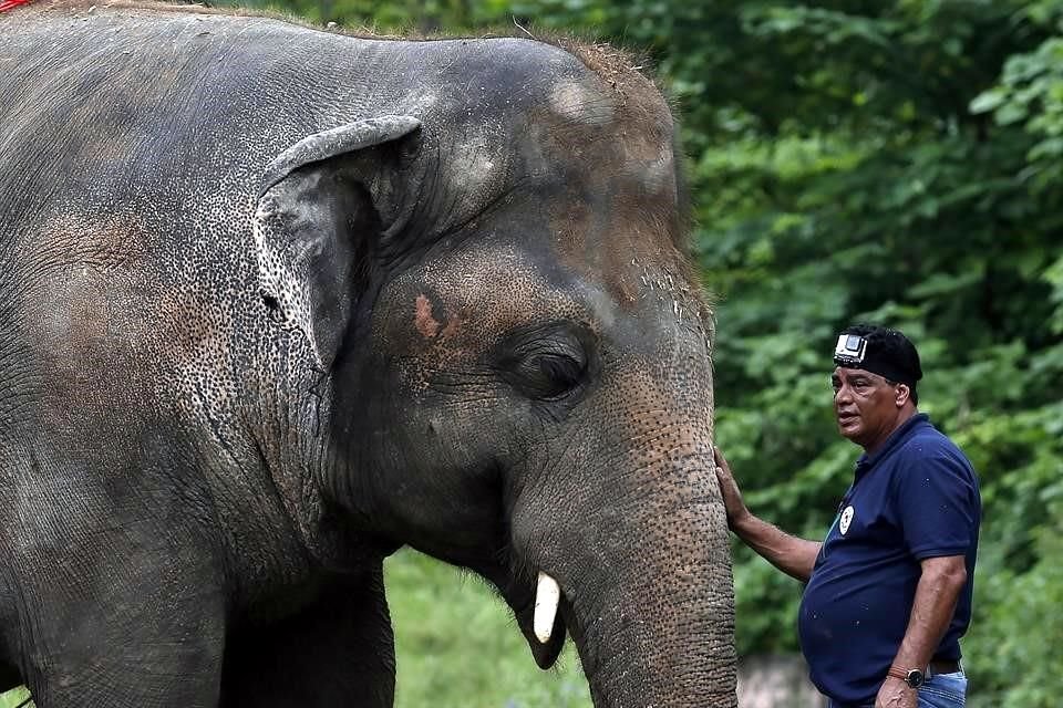 El elefante Kaavan lleva 35 años en un zoológico de la capital pakistaní. Ahora será trasladado a un santuario de elefantes en Camboya.
