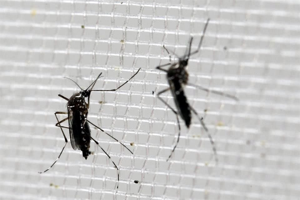 En plena pandemia de Covid-19, la Ssa informó que en México fueron 23 mil 808 los que contrajeron dengue en México.