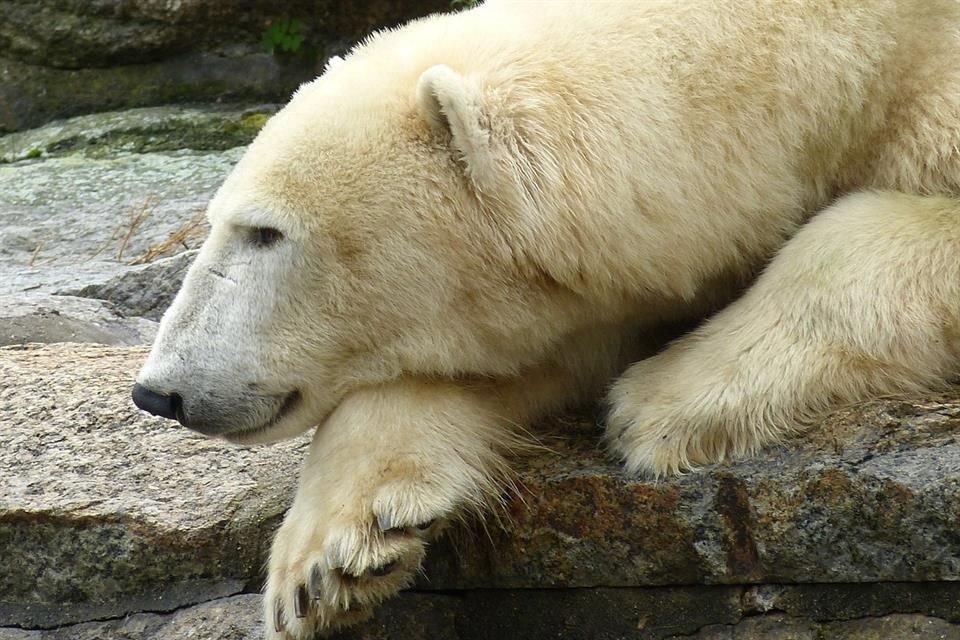 Los osos polares necesitan hasta cuatro veces más energía para sobrevivir a la pérdida 'catastrófica' de hielo del Ártico, señala estudio.