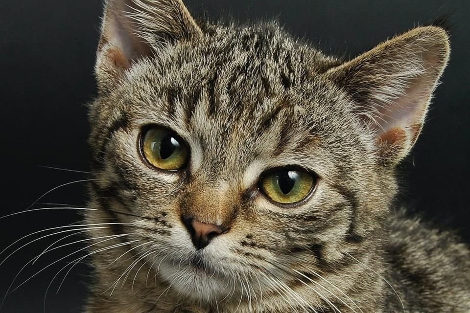 En China, tres gatos que dieron positivo al SARS-CoV-2 fueron sacrificados; la medida causó indignación en redes y el rechazo de expertos.