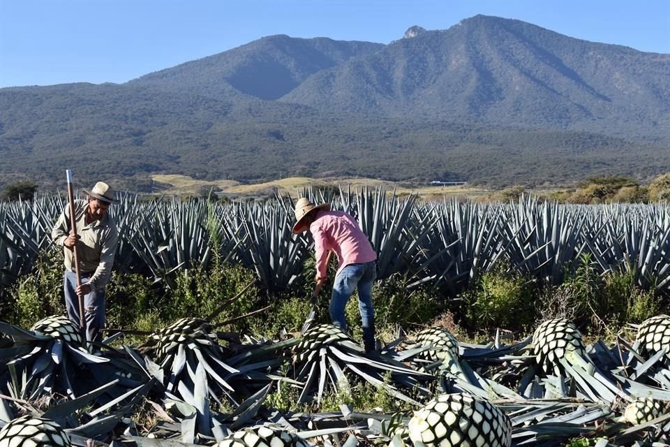 La producción y número de productores de agave tequilana Weber variedad azul, está en niveles récord, lo que trae beneficios y retos.